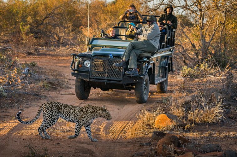 016 Timbavati Private Game Reserve, luipaard.jpg